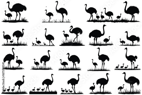 Black silhouette of ostriches and chicks in grass bird