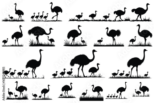 Black silhouettes of ostriches and chicks in grass