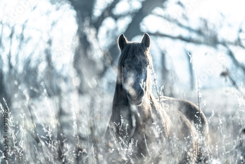 beautiful equine pretty pony in the winter frost frozen time 