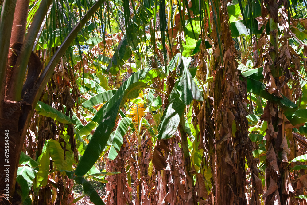 Obraz premium Damage to trees due to intense sunlight. Adverse effects on the environment due to human destruction of trees. Before a disaster, the unpleasant environmental conditions. bad nature of summer season