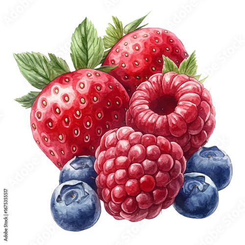 watercolor of Fresh Berries Summer Harvest, vector, isolated on a white background.
