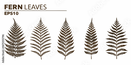 Collection of five detailed brown fern leaves with a delicate texture on a white background