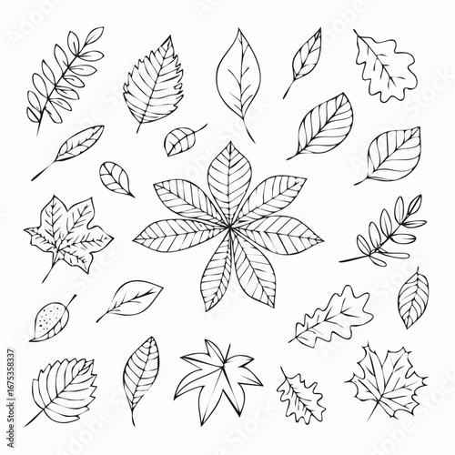 Set of hand drawn autumn leaves and berries in sketch style. Line art collection. Fall doodle elements