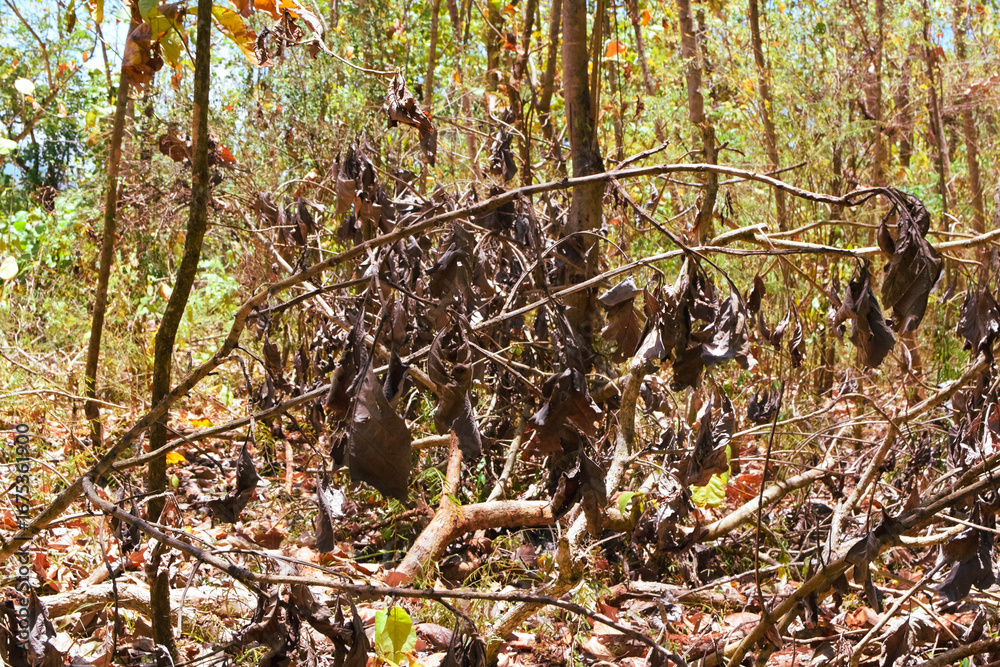 Fototapeta premium Damage to trees due to intense sunlight. Adverse effects on the environment due to human destruction of trees. Before a disaster, the unpleasant environmental conditions. bad nature of summer season