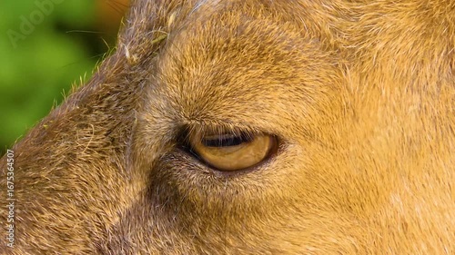 Wallpaper Mural close view of a female markhor goat standing and looking around. Torontodigital.ca