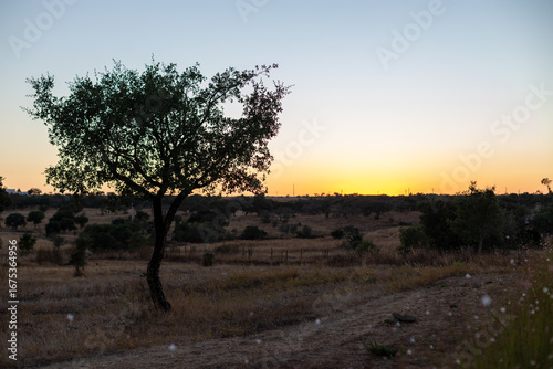 Sunset in the countryside, Alentejo