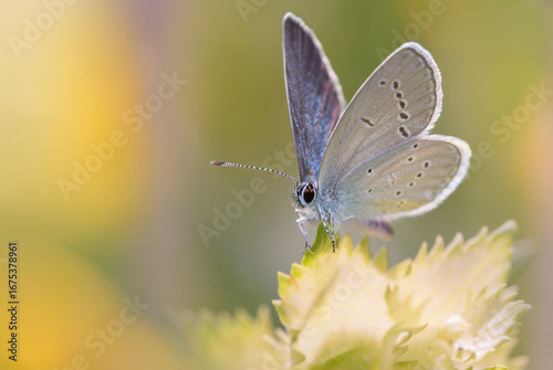 Cupido minimus - the small blue butterfly on the European yellow-rattle, Rhinanthus alectorolophus