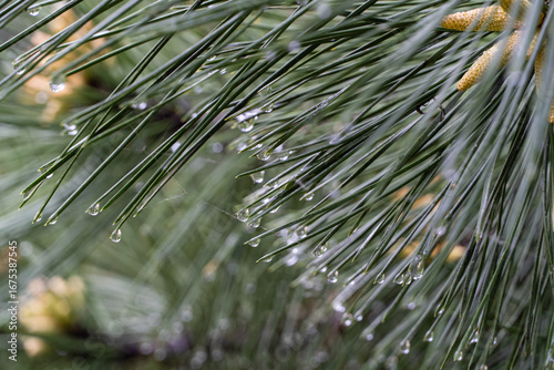 Close-up photo of spruce needles with fresh raindrops hanging after rain. Nature background, high resolution forest macro photography