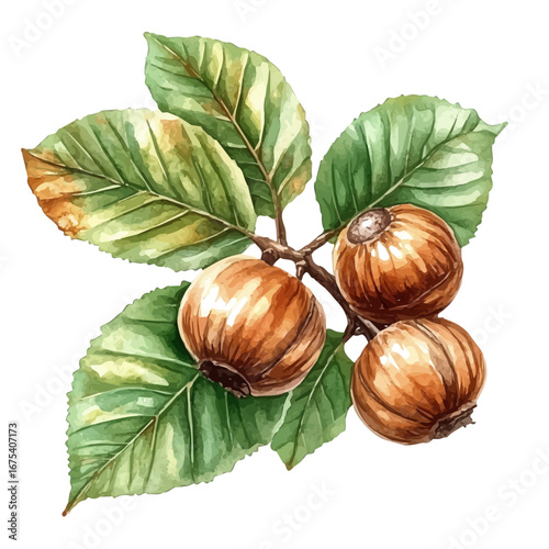 Chestnut Branch Closeup, watercolor painting vector, isolated on a white background.