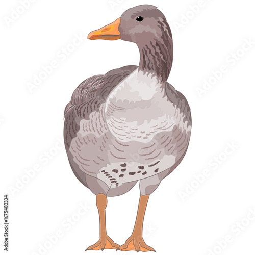 Waterfowl bird Goose big Anser anser watercolor vintage vector editable hand drawn