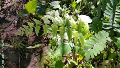 spring in the garden, Green leaves, flora and foliage. Photo shot in the forest. Perfect for documentaries about tropical rainforests and World Environment Day on June 5th.