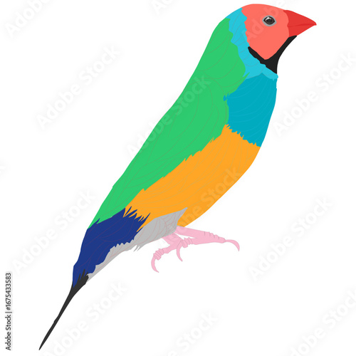 Bright vector illustration of budgerigars with multiple colors.