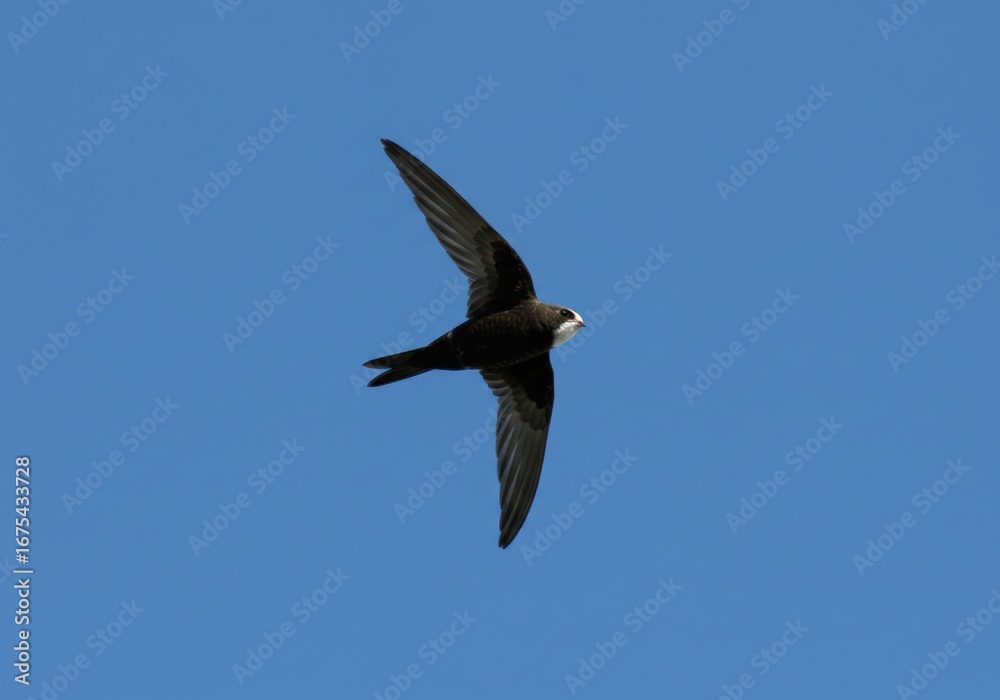 Obraz premium A realistic view of a common swift bird soaring gracefully through a clear and endless blue summer sky
