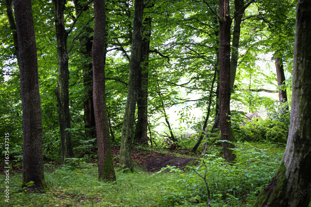 Obraz premium A sunny forest photo where light penetrates through the dense tree canopy, creating a gentle, mysterious effect. The shot showcases the beauty of the summer woods, its green hues, and calm atmosphere.