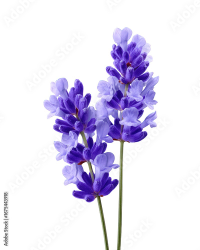 Purple Lavender Flowers on Black Background
