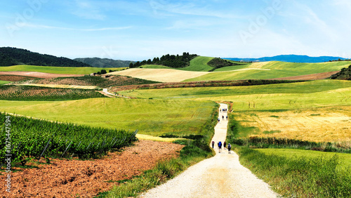 Wallpaper Mural pilgrims on the Camino de Santiago among the green fields of may in the sixth stage from Estella to Los Arcos Torontodigital.ca