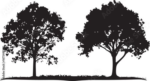 “Solar Harmony: The Yin and Yang of Light”