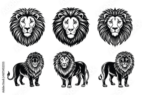 Beautiful and playful Lion