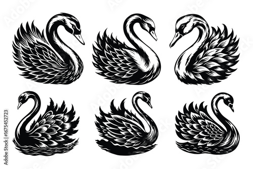 Beautiful and playful Swan
