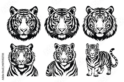Beautiful and playful Tiger