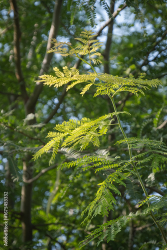 mimosa tree, branch and leaves.	