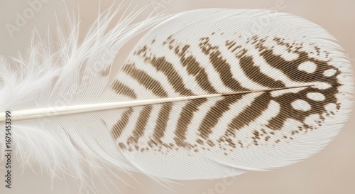 Detailed Macro Shot of a White Feather with Brown Stripes and De