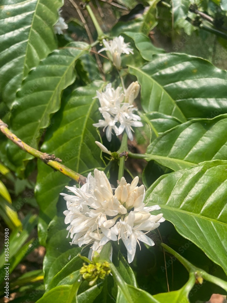 Fototapeta premium Close-up of blooming coffee flowers with white petals and green leaves on a Coffea plant. Tropical agriculture, coffee farming, and botanical growth detail. 