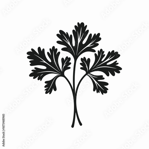 Minimalist fresh parsley branch culinary herb botanical food ingredient silhouette