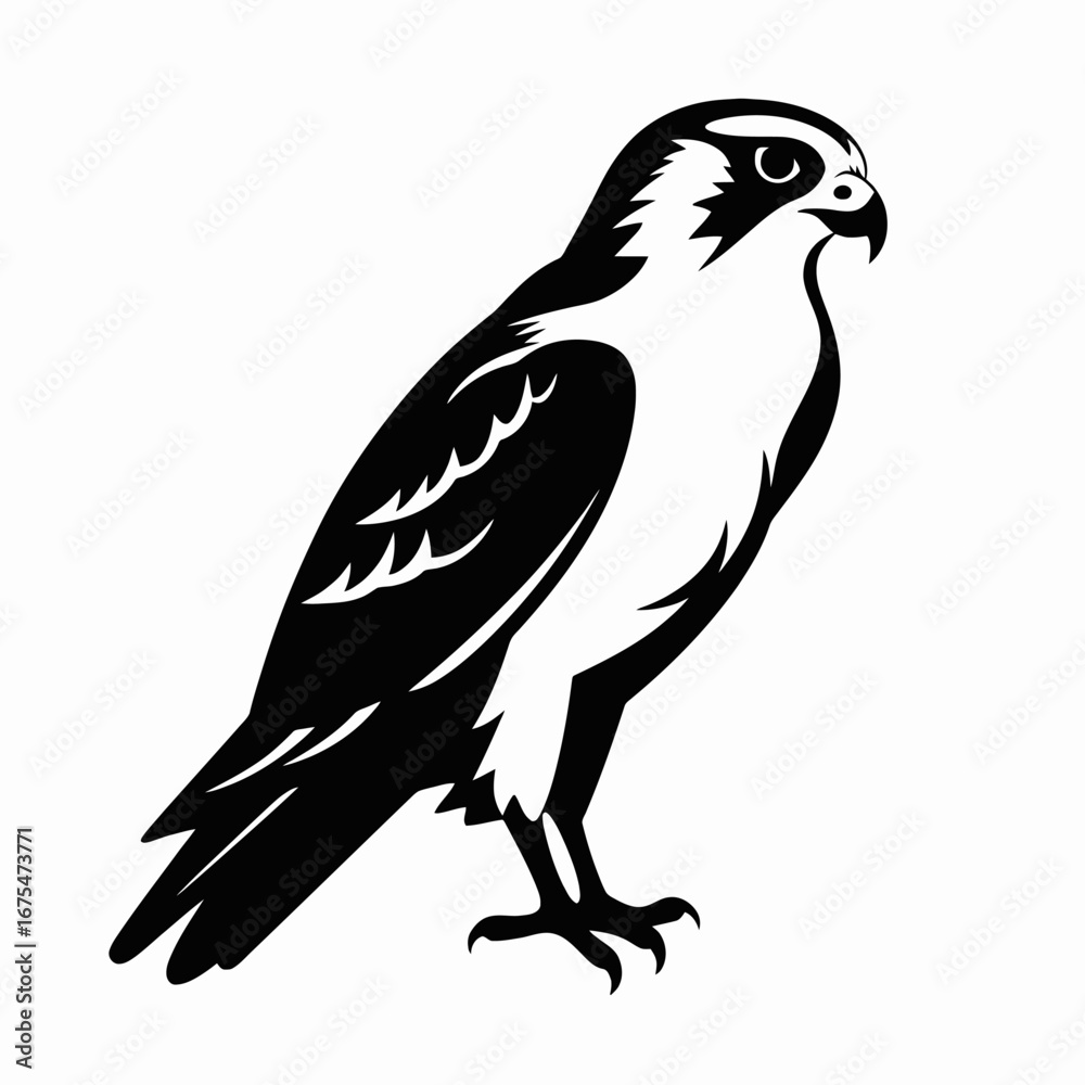 Fototapeta premium Striking osprey stands tall showing black and white detailed design silhouette