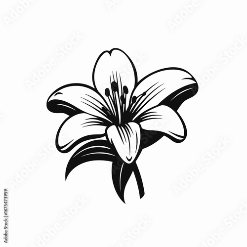 Elegant lily flower blossoms forth in striking monochrome vector art silhouette