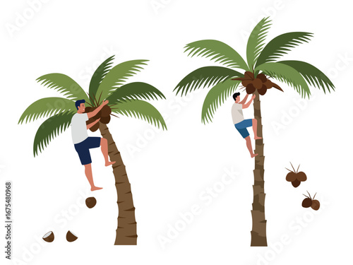Man climbing coconut tree to harvest coconuts flat vector illustration