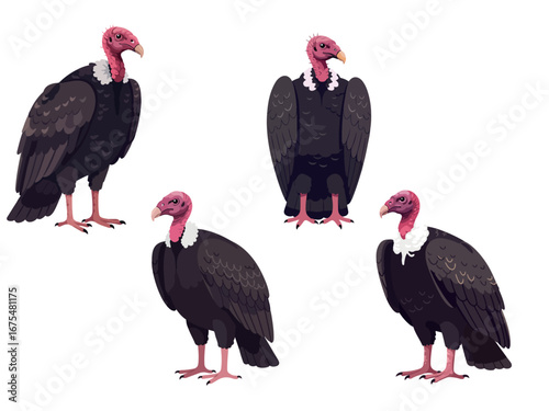 Turkey vulture standing with wings folded calmly flat vector illustration