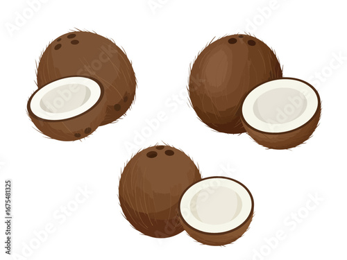 Whole coconut and half coconut showing white flesh flat vector illustration