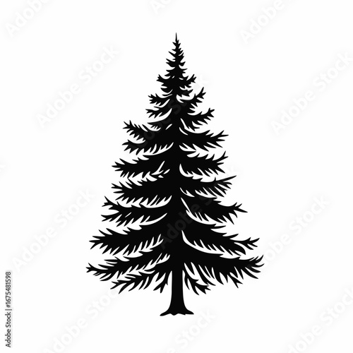 Evergreen conifer tree isolated on the plain white background with elegant silhouette