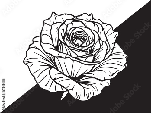 Peony flower drawing illustration with line art on white backgrounds.