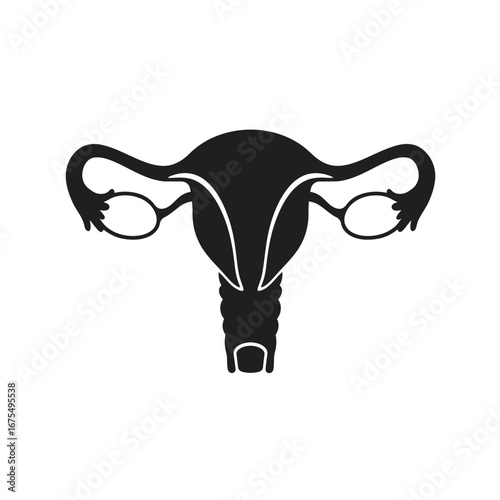 Female reproductive system anatomical illustration