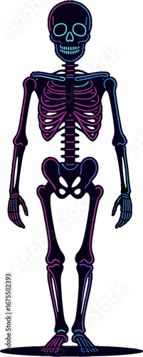Colored Human Skeleton Anatomy Front View Educational Reference