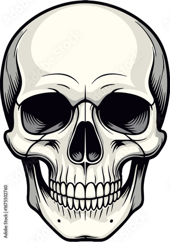 Human Skull Front View Medical Anatomy Illustration