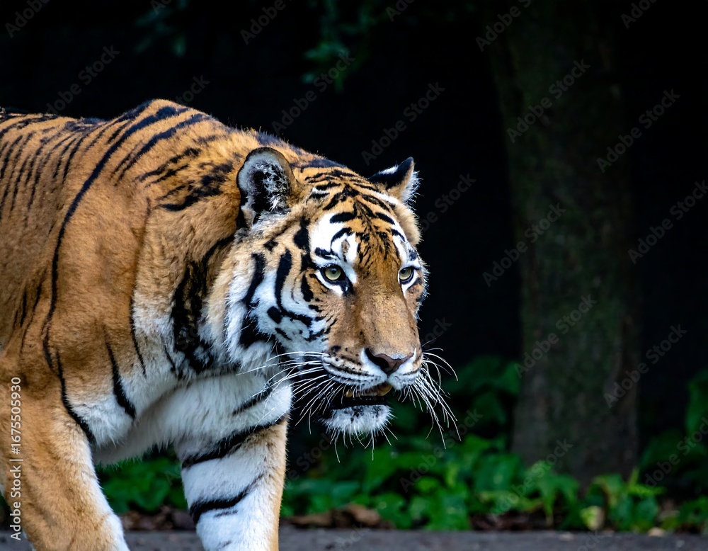 Obraz premium Tiger walking, zoo enclosure, close-up