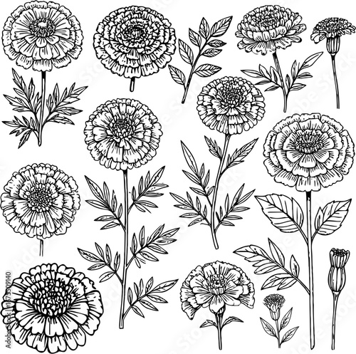 Marigold flower botanical illustration in elegant line art style detailed floral sketch with blooming marigold blossoms leaves and buds vintage garden flower outline for decorative nature design
