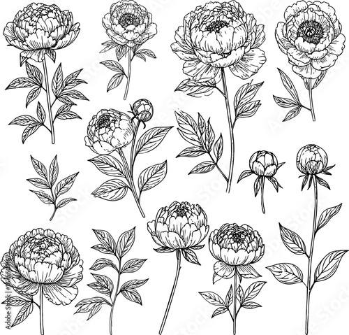 Peony flower hand drawn line art collection with blooming peony buds leaves and floral branches elegant botanical illustration vintage outline sketch for decorative design wedding invitation