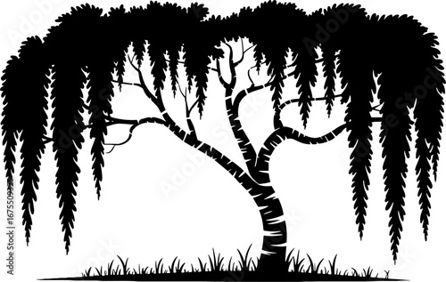 Elegant Silhouette of a Willow Tree with Graceful Drooping Leaves