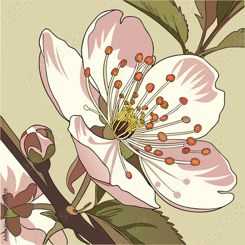 Close up of a delicate blooming cherry blossom flower with detailed petals and stamen on a light background