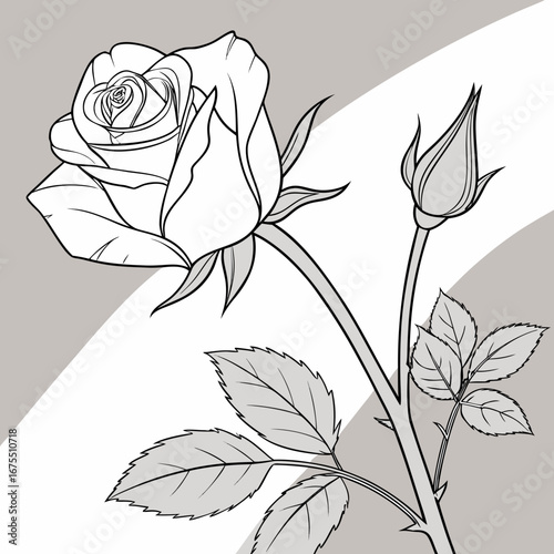Elegant line art drawing of a blooming rose and a closed bud on a stem with leaves and thorns
