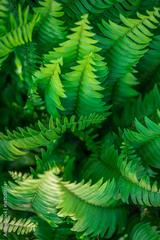 Obraz premium Stunning top view of lush green fern leaves creating peaceful relaxing nature background, serene tropical garden foliage for eco wallpaper, natural decoration and botanical inspire wall art design