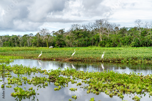 Drei große weiße Reiher stehen in einer Reihe am Ufer des Amazonas Feuchtgebiets