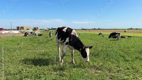 Holstein calf with large ears and ear tags in lush pasture. Rural agricultural scene with cows grazing in background under clear blue summer sky, concept of milk production. Horizontal video.
