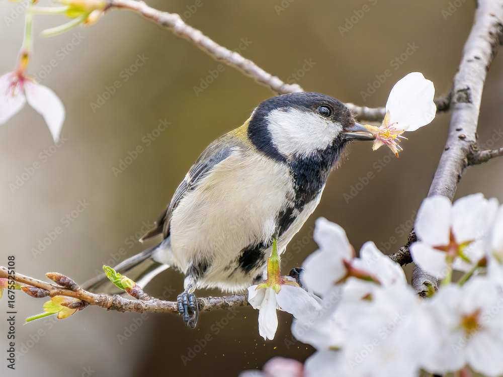 Obraz premium 桜とシジュウカラ