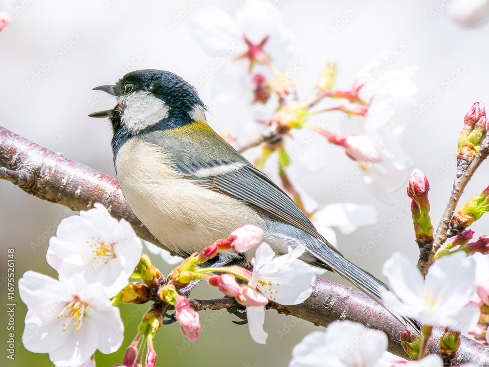 Obraz premium 桜とシジュウカラ