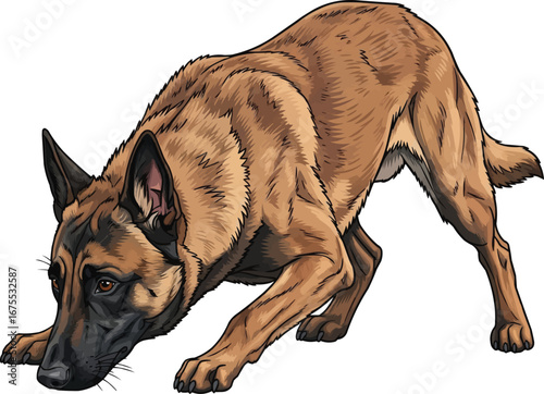 Belgian Malinois dog tacking sniffing ground vector illustration
